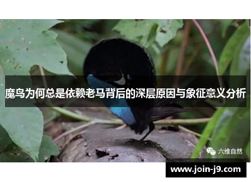 魔鸟为何总是依赖老马背后的深层原因与象征意义分析 魔鸟为何总是依赖老马背后的深层原因与象征意义分析